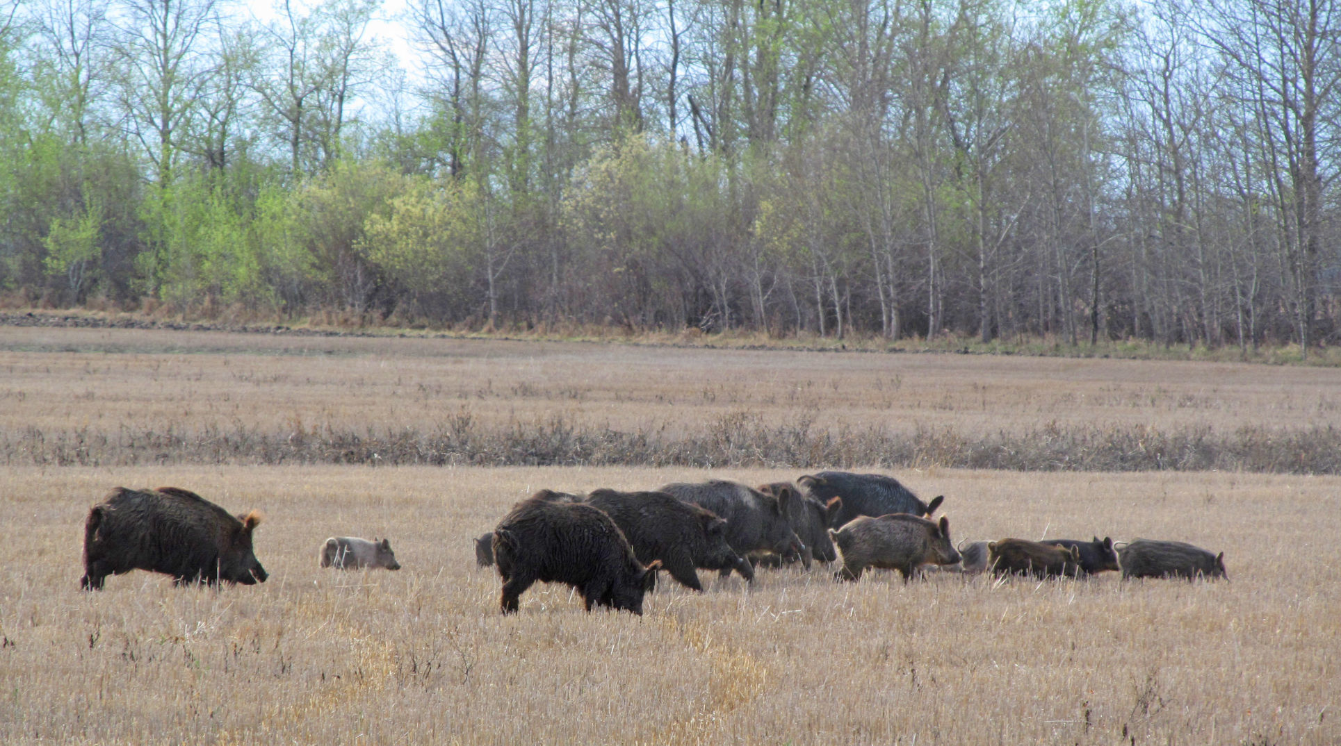 8. Feral swine amass at Montana's northern border